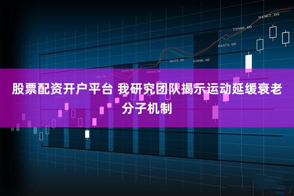 股票配资开户平台 我研究团队揭示运动延缓衰老分子机制