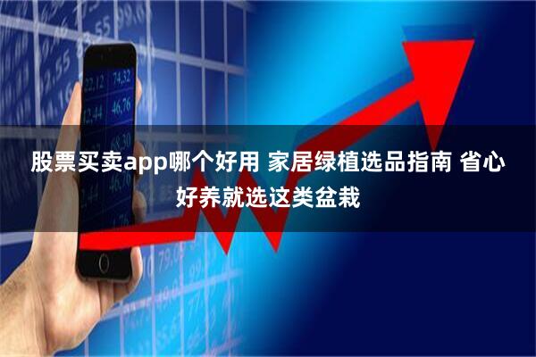 股票买卖app哪个好用 家居绿植选品指南 省心好养就选这类盆栽